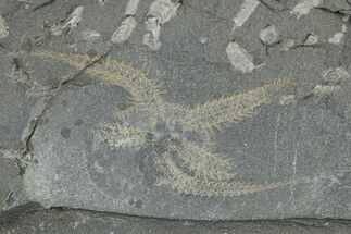 Ordovician Brittle Star (Ophiura) - Morocco #365279