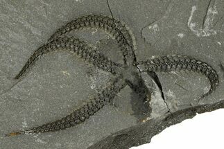 Ordovician Brittle Star (Ophiura) - Morocco #365286