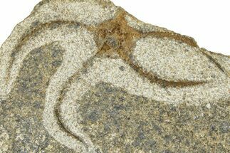 Ordovician Brittle Star (Ophiura) - Morocco #365293