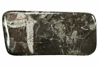 Polished Devonian Fossil Coral and Bryozoan Plate - Morocco #365139