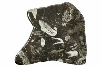 Polished Devonian Fossil Coral and Bryozoan Plate - Morocco #365142