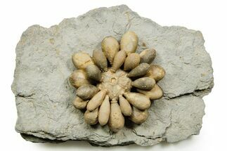 Jurassic Club Urchin (Cidaropsis) - Boulemane, Morocco #365361