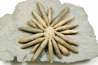 Echinoderm Fossils For Sale