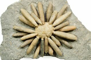 Echinoderm Fossils For Sale