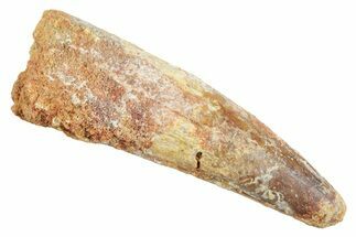 Fossil Spinosaurus Tooth - Real Dinosaur Tooth #363545
