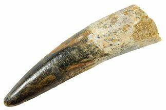 Fossil Spinosaurus Tooth - Real Dinosaur Tooth #363551