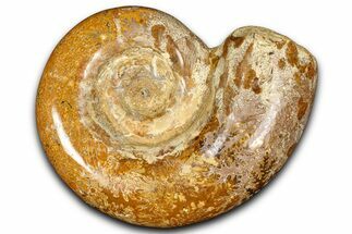 Jurassic Ammonite (Hemilytoceras) Fossil - Madagascar #365360