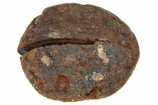 Pliocene Fossil Hickory Tree (Carya) Nut - France #365372