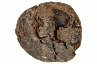 Pliocene Fossil Hickory Tree (Carya) Nut - France #365378