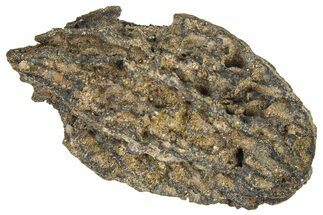 Pliocene Fossil Butternut Tree (Juglans) Nut - France #365381