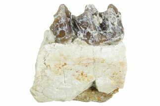 Fossil Horse (Mesohippus) Jaw Section - South Dakota #365173