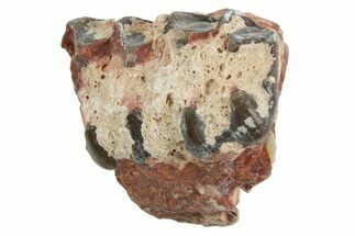 Fossil Horse (Mesohippus) Jaw Section - South Dakota #365174