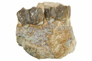 Fossil Horse (Mesohippus) Jaw Section - South Dakota #365178