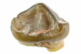 Fossil Horse (Mesohippus) Tooth - South Dakota #365232