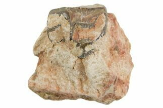 Fossil Horse (Mesohippus) Jaw Section - South Dakota #365234