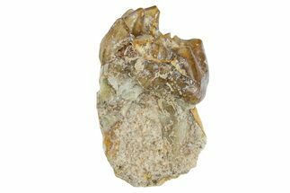 Fossil Horse (Mesohippus) Jaw Section - South Dakota #365241