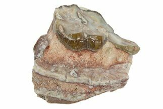 Fossil Horse (Mesohippus) Jaw Section - South Dakota #365254