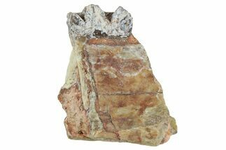 Fossil Horse (Mesohippus) Jaw Section - South Dakota #365258