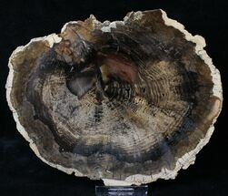 Petrified Wood (Locust) Slab - McDermitt, Oregon #19300