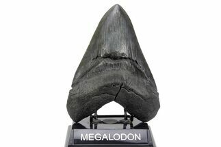 Serrated, Fossil Megalodon Tooth - Giant SC River Meg #365692