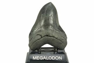 Fossil Megalodon Tooth - South Carolina #365705