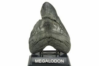 Bargain, Fossil Megalodon Tooth - South Carolina #365721