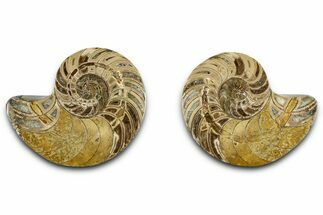 Jurassic Cut & Polished Nautilus (Cymatoceras) Fossil -Madagascar #365503
