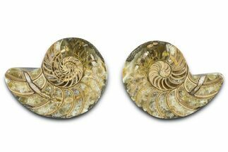 Jurassic Cut & Polished Nautilus (Cymatoceras) Fossil -Madagascar #365513