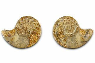 Jurassic Cut & Polished Nautilus (Cymatoceras) Fossil -Madagascar #365519