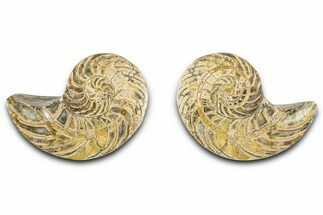 Jurassic Cut & Polished Nautilus (Cymatoceras) Fossil -Madagascar #365520