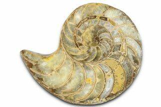 Cut & Polished Jurassic Nautilus Fossil (Half) - Madagascar #365531