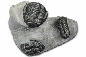 Cluster Of Three Inflated Cryptolithus Trilobites - Pennsylvania