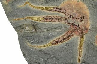 Detailed Ordovician Brittle Star (Ophiura) - Morocco #365743