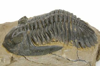 Detailed Hollardops Trilobite - Foum Zguid, Morocco #363168