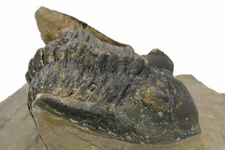 Bargain, Hollardops Trilobite - Foum Zguid, Morocco #363176