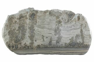 Triassic Aged Stromatolite Fossil - England #365675