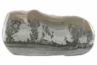 Triassic Aged Stromatolite Fossil - England #365676
