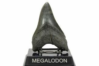 Serrated, Fossil Megalodon Tooth - South Carolina #365748