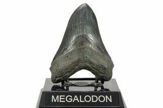 Fossil Megalodon Tooth - South Carolina #365753