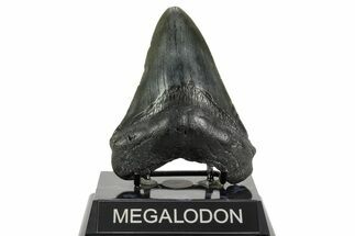 Fossil Megalodon Tooth - South Carolina #365754