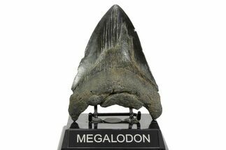 Fossil Megalodon Tooth - South Carolina #365757
