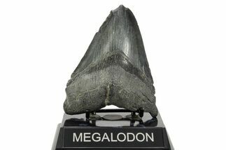 Fossil Megalodon Tooth - South Carolina #365758