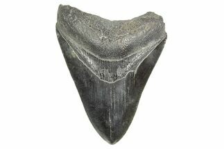 Fossil Megalodon Tooth - South Carolina #365767