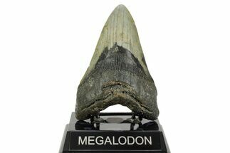 Fossil Megalodon Tooth - North Carolina #365977