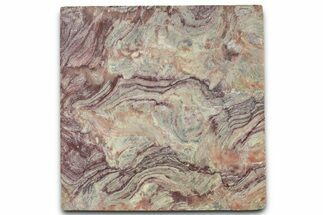 Polished Neoproterozoic Stromatolite (Conophyton) Slab #365842