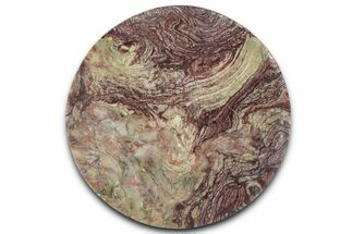 Polished Neoproterozoic Stromatolite (Conophyton) - Morocco #365848