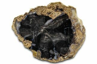 Petrified Wood (Schinoxylon) Round - Blue Forest, Wyoming #365857