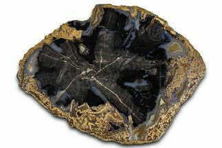 Petrified Wood (Schinoxylon) Round - Blue Forest, Wyoming #365858