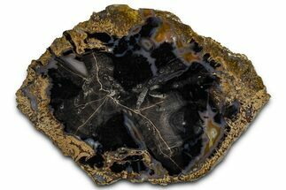 Petrified Wood (Schinoxylon) Round - Blue Forest, Wyoming #365861