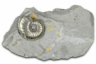 Pyritized Jurassic Ammonite (Amaltheus) Fossil - France #365871